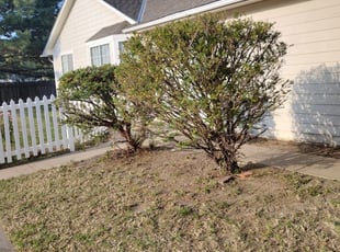 Bush Trimming by Chris Boaldin for Cristina J. in Wichita, KS