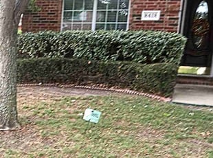 Bush Trimming by Tasha Barnard for matthew t. in Rowlett, TX