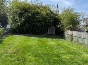 Patti P.'s Lawn Mowing service result