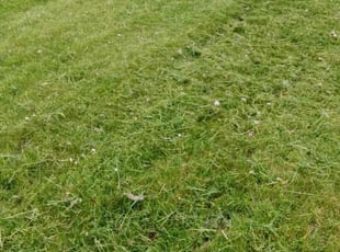 Tonja P.'s Yard Cutting service result