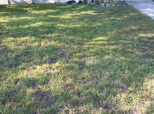 Weeding by Brandon Hambicki for Andrew w. in Jacksonville, FL