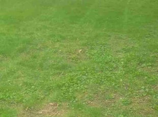 Cleanups by Shane Chabot for Jeanne N. in Leicester, MA