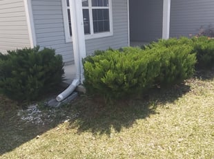 Bush Trimming by Patrick Peacock for Allison G. in Indianapolis, IN
