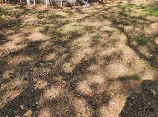Leaf Removal by Andrew Quasny for Robert C. in Pasadena, MD
