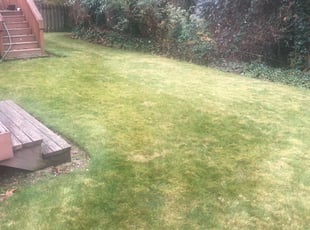 Cleanups by Jaelonie Ayres for Gilbert S. in Kirkland, WA