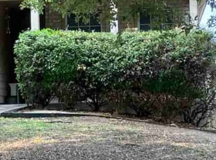 Bush Trimming by Marc Davis for Vera P. in San Antonio, TX
