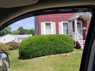 Bush Trimming by Michael Guardino for James L. in Stratford, CT