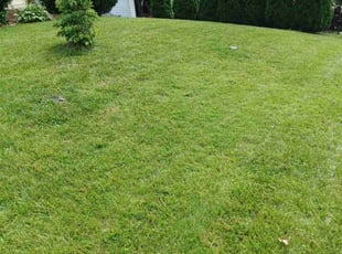 Kidisti M.'s Lawn Mowing Service service result