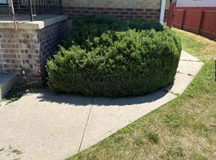 Bush Trimming by Junior Hernandez for Daniel R. in Denver, CO