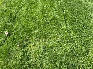 Brad H.'s Lawn Care service result