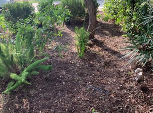 Weeding by Guadalupe Casas Perales for Susan M. in San Antonio, TX