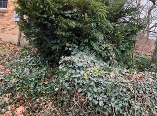 Bush Trimming by James Abernathy for Cheri C. in Cincinnati, OH