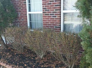 Bush Trimming by Glenn Carter for Praveen V. in Greenwood, IN