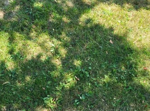 Bush Trimming by Van Warner for Wilamowski R. in East Amherst, NY