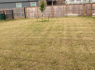 Alexis T.'s Lawn Maintenance service result