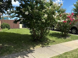 Saralee S.'s Bush Trimming service result