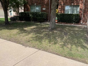 Bush Trimming by Alma Avila for matthew t. in Rowlett, TX