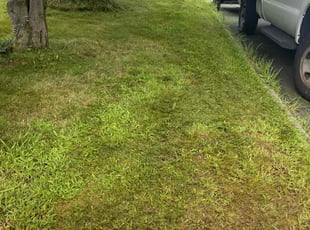 Ben C.'s Lawn Care service result