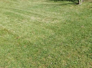 Pamela S.'s Lawn Service service result