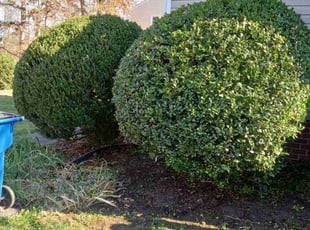 Bush Trimming by Charles Metzger for Lynn C. in Midlothian, VA