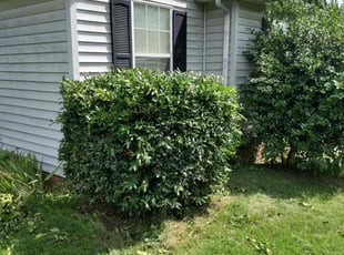 Bush Trimming by Michael Dover Jr for Garrett D. in Mt. Juliet, TN