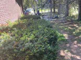 Bush Trimming by Luay Hamdan for Yolanda M. in Orland Park, IL
