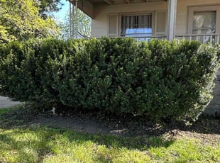 Bush Trimming by Steve Bergman for Nia J. in Warren, MI