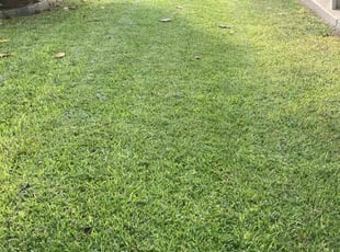 Patricia B.'s Lawn Mowing service result