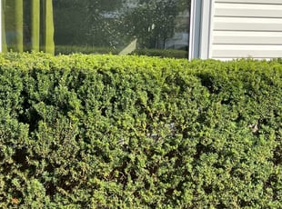 Bush Trimming by Constantin Pricopie for Ashley C. in Speedway, IN