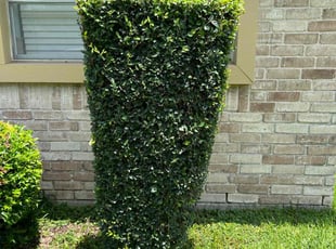 Bush Trimming by Nicole Ross for Karl M. in Houston, TX