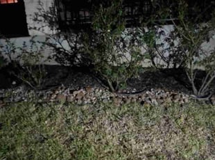 Weeding by G.L. Fox for Cherie U. in San Antonio, TX