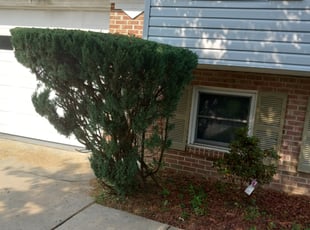 Bush Trimming by Orlando Guevara for Shalonda W. in Fort Washington, MD
