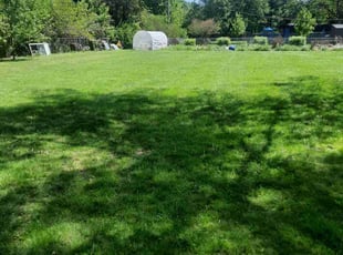 Soraya V.'s Grass Cutting service result