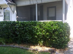 Bush Trimming by Michael Knerr for Cal W. in Nashville, TN