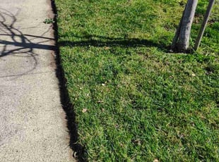 Veronica C.'s Lawn Service service result