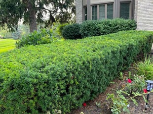 Bush Trimming by Lakeworth Landscape for Mohammed S. in Troy, MI