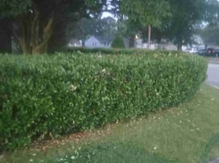 Bush Trimming by Willie Williams for Emanuel P. in Hampton, VA