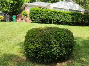Elizabeth C.'s Lawn Mowing service result