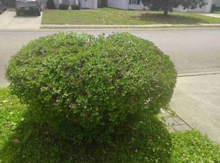 Bush Trimming by Eric Burton for Brittany W. in Murfreesboro, TN