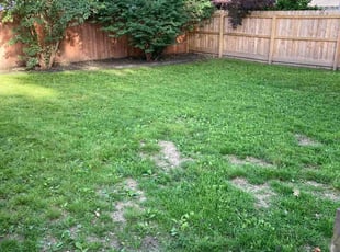 Weeding by Gregory Talley for Carrie M. in Indianapolis, IN