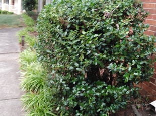 Bush Trimming by Roberto Carrasco for Debra G. in Matthews, NC