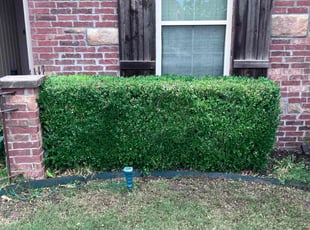Weeding by James Doss for Jeremy S. in Fayetteville, AR