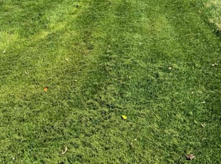 Jim K.'s Lawn Mowing service result