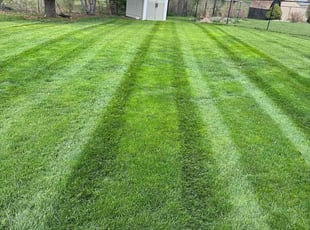 Nicole B.'s Lawn Mowing service result