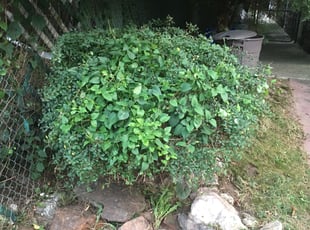 Bush Trimming by Bashir Tucker for Gus W. in Philadelphia, PA