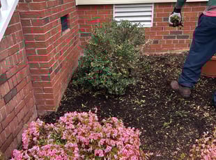Bush Trimming by Bobby Gillis for Anne J. in Apex, NC