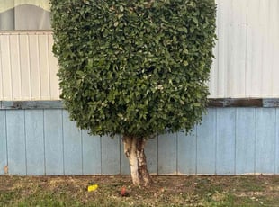 Bush Trimming by Jvon Robinson for Nathan R. in Bloomington, CA