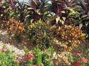 Weeding by Willie Carmichael for John P. in Apopka, FL