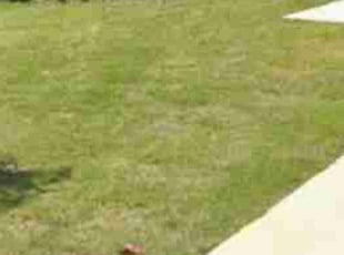 Weeding by Rene Gabriel Ramirez for Nicholas G. in Manor, TX