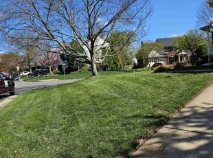 Hae E.'s Yard Cutting service result